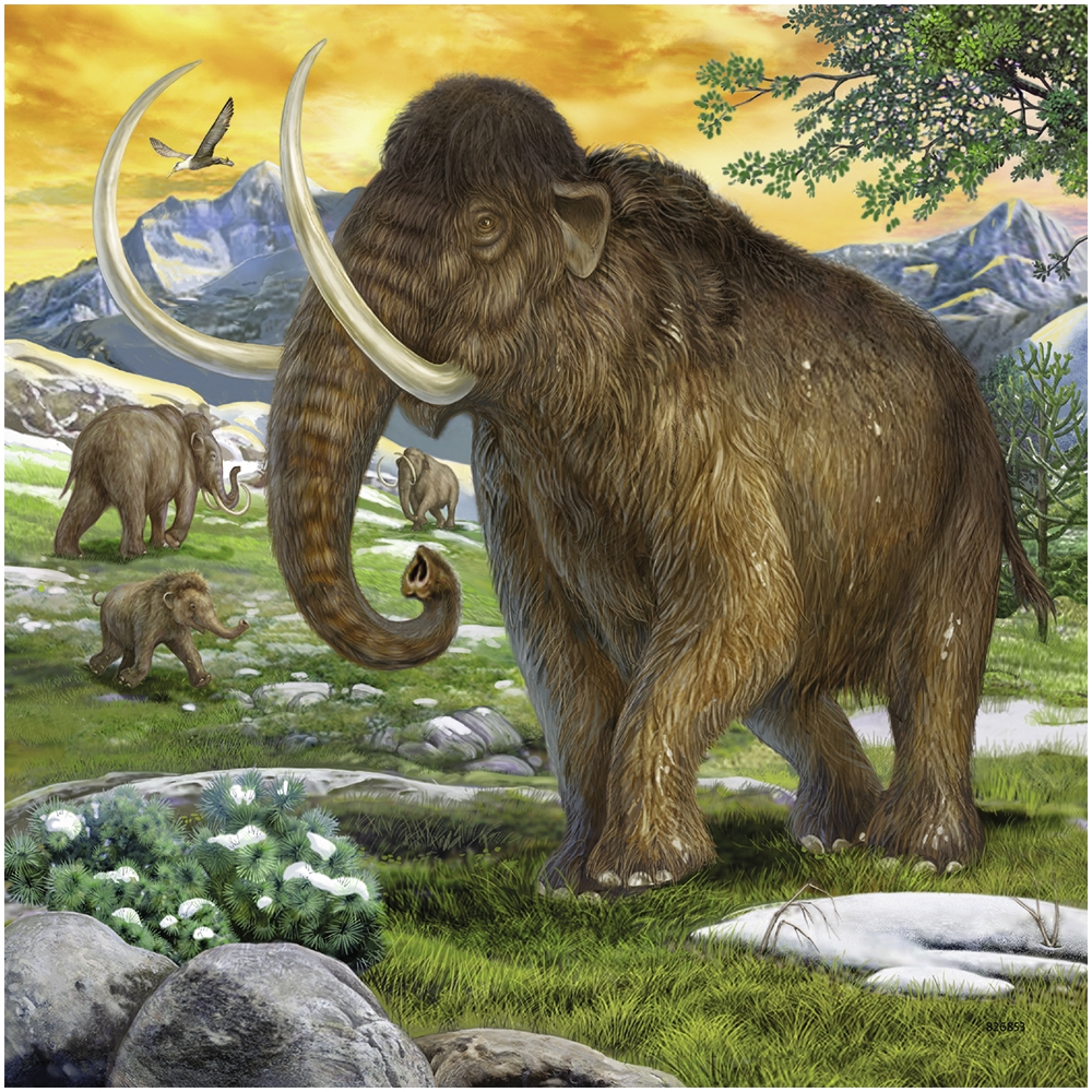 ravensburger-pusle-3×49-tk-urgne-valitse-5