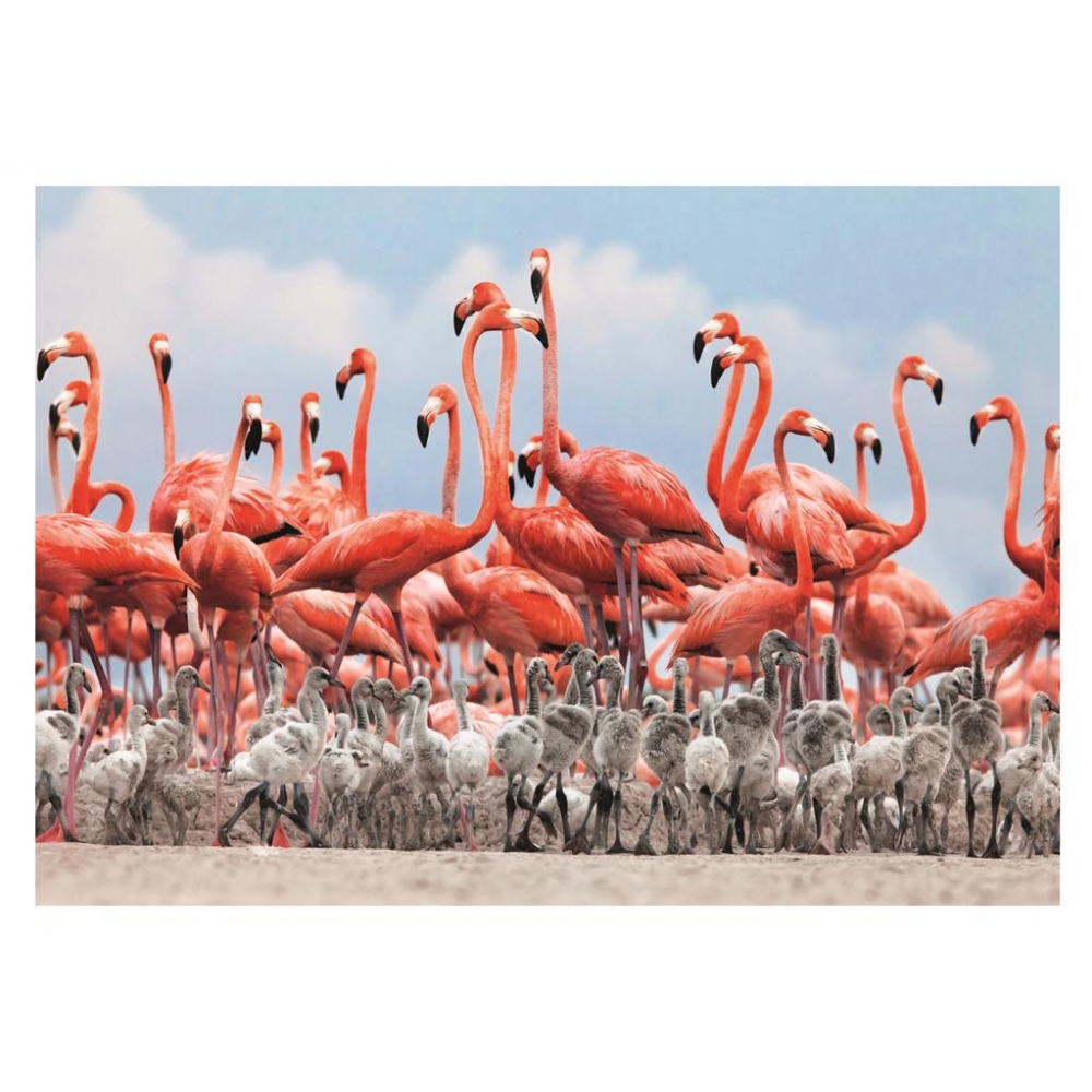 dino-pusle-500-tk-flamingo-1